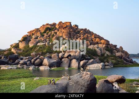 Graue Languren der südlichen Ebenen (Semnopithecus dussumieri). Auf Felsen am Fluss. Hampi, Karnataka, Indien. Stockfoto