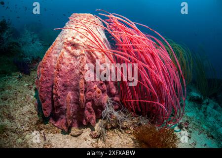 Fassschwamm (Xestospongia testudinaria) und Gorgonienkoralle. West Papua, Indonesien. Stockfoto