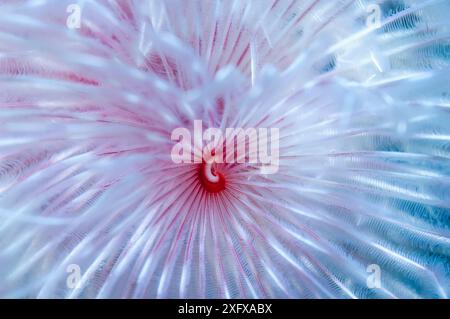 Herrlicher Staubwurm (Protula wona) Puerto Galera, Philippinen. Stockfoto