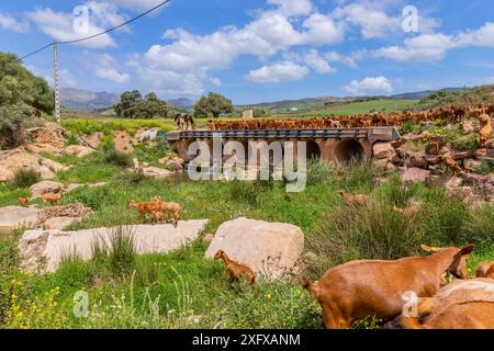 Ziegen auf einem Bauernhof in Andalusien, Granada, Spanien Stockfoto