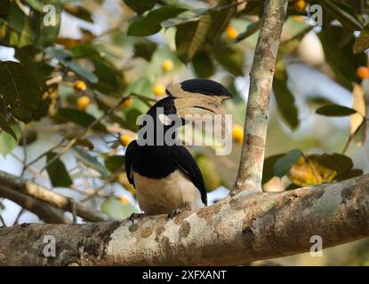 Malabar-Tortenhornschnabel (Anthracoceros coronatus), männlich im Baum. Dandeli Wildlife Sanctuary, Karnataka, Indien. Stockfoto