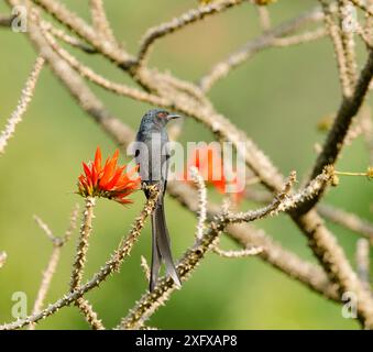 Schwarzer Drongo (Dicrurus macrocercus) auf Stacheln. Wayanad, Kerala, Indien. Stockfoto