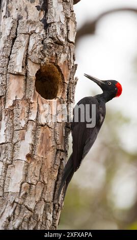 Weißbauchspecht (Dryocopus javensis), Weibchen auf Baumstamm mit Nesthöhle. Bandipur Nationalpark, Nilgiri Biosphärenreservat, Karnataka, Indien. Stockfoto