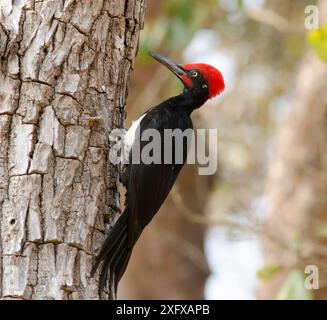 Weißbauchspecht (Dryocopus javensis) am Baumstamm. Bandipur Nationalpark, Nilgiri Biosphärenreservat, Karnataka, Indien. Stockfoto