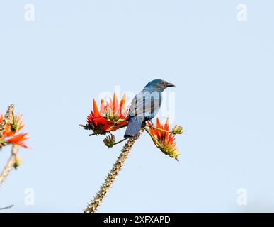 Asiatischer Feenbluebird (Irena puella) zwischen Blumen. Wayanad, Kerala, Indien. Stockfoto
