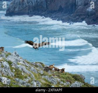 Gyps fulvus (Gyps fulvus) landet neben anderen Geiern auf Klippen über dem Meer. Liendo Valley im Montana Oriental Costera, Kantabrien, Spanien. Stockfoto