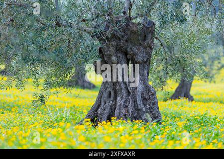 Olivenbäume (Olea europaea) zwischen gelben Astern, Naturpark Sierra de las Nieves, Malaga, Andalusien, Spanien. Januar 2018. Stockfoto