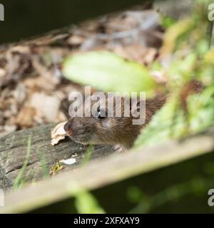 Rattus norvegicus, Ratte Stockfoto