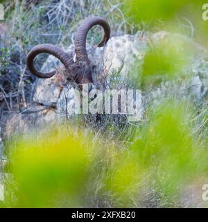 Iberischer Steinbock (Capra pyrenaica) in Gestrüpp, Klippen des Naturgebietes Maro-Cerro Gordo, Granada, Andalusien, Spanien. Januar. Stockfoto