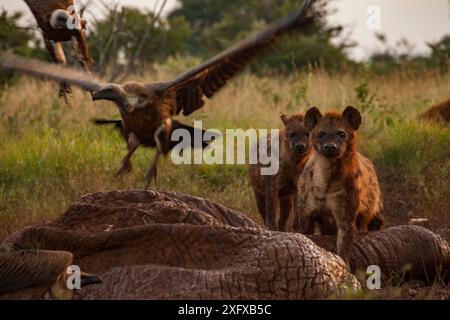 Weißgeier (Gyps africanus) und Fleckenhyänen (Crocuta crocuta) streiten über die trocknende und entlüftete Haut eines Elefantenkadavers (Loxodonta africana), Laikipia Plateau, Kenia. Die Hyänen sind rötlich-braun von Tagen des Einstiegs und getönt Stockfoto