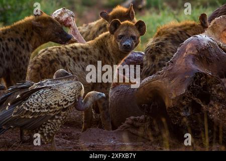 Ruppells Gänsegeier (Gyps rueppelli) und gefleckte Hyänen (Crocuta crocuta) pflücken an einem Elefanten (Loxodonta africana) im Morgengrauen auf dem Laikipia Plateau, Kenia. Dieser Elefant wurde von Regierungsbeamten getötet, nachdem er einen Mann getötet hatte, der spät nachts nach Hause ging. Ruppells Geier werden auf der Roten Liste der IUCN aufgrund des starken Bevölkerungsrückgangs durch den Verlust ihrer primären Nahrungsquelle (tote Wildtiere) und der Vergiftung durch Landwirte als kritisch gefährdet eingestuft. Stockfoto