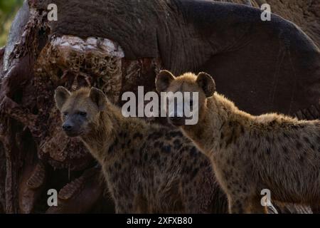 Zwei gefleckte Hyänen (Crocuta crocuta) stehen bei Sonnenaufgang vor einem Elefantenkadaver, Laikipia Plateau, Kenia. Dieser Elefant wurde von Regierungsbeamten getötet, nachdem er einen Mann getötet hatte, der spät nachts nach Hause ging. Die Stoßzähne wurden von Regierungsbeamten entfernt, um zu verhindern, dass Wilderer das Elfenbein sammeln. Stockfoto