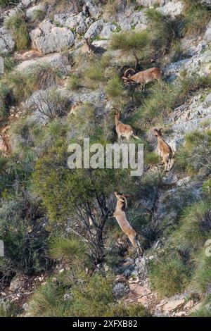 Herde des Iberischen Steinbocks (Capra pyrenaica), Naturgebiet Maro-Cerro Gordo Cliffs, Granada, Andalusien, Spanien. Januar 2018. Stockfoto