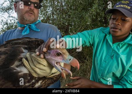 Dr. Greg Kaltenecker überreicht sorgfältig einen Weißgeier (Trigonoceps occipitalis) an Diolinda Mundoza, eine junge mosambikanische Wissenschaftlerin, die mit diesem Forscherteam zum Ornithologen ausbildet. Partnerschaften wie diese zwischen Gastwissenschaftlern und mosambikanischen Praktikanten tragen dazu bei, Kapazitäten in einem Land aufzubauen, in dem es häufig an wissenschaftlicher Ausbildung mangelt. Gorongosa Nationalpark, Mosambik. Stockfoto