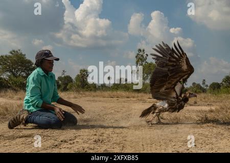 Die junge mosambikanische Biologin Diolinda Mundoza lässt einen Weißgeier (Trigonoceps occipitalis) im Gorongosa-Nationalpark in Mosambik frei. Stockfoto