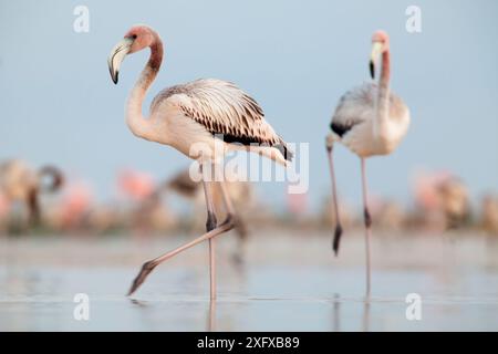 Karibischer Flamingo (Phoenicopterus ruber) juvenile Tiere, Biosphärenreservat Ria Lagartos, Halbinsel Yucatan, Mexiko, September Stockfoto