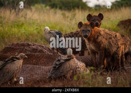 Weißgeier (Gyps africanus) beobachten die trockene und entlüftete Haut eines Elefantenkadavers (Loxodonta africana), während gefleckte Hyänen (Crocuta crocuta) auf dem Laikipia Plateau, Kenia, zu sehen sind. Die Hyänen sind rötlich-braun von Tagen des Eintritts getönt Stockfoto