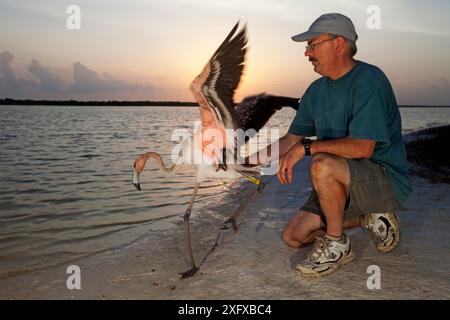 Karibischer Flamingo (Phoenicopterus ruber) Jungtiere, markiert und in die Wildnis freigesetzt, in Gefangenschaft, Ria Lagartos Biosphärenreservat, Yucatan Halbinsel, Mexiko, September Stockfoto