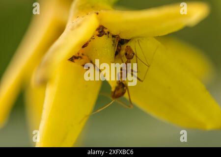 Verrückte gelbe Ant (Anoplolepis gracilipes) in der roten Mangrove (Rhizophora Mangle) Blume, invasive Ameisenarten, Magdalena Bay, Baja California, Mexiko, Februar Stockfoto