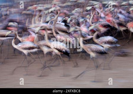 Karibischer Flamingo (Phoenicopterus ruber), Jungtiere, gefangen, um markiert zu werden und in die Wildnis freizusetzen, Ria Lagartos Biosphärenreservat, Yucatan Halbinsel, Mexiko, September Stockfoto