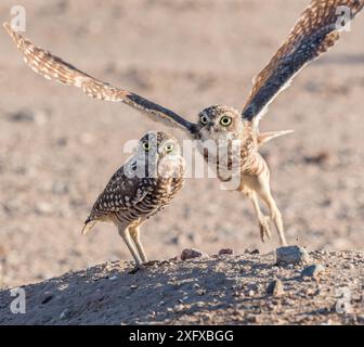 Grabeule (Athene cunicularia) Paar, das eine stehend und das andere abhebt. Marana, Pima County, Arizona, USA. Stockfoto