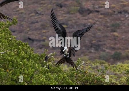 Prächtiger Fregatebird (Fregata wonens) Junglandung, Espiritu Santo Nationalpark, Meer von Cortez (Golf von Kalifornien), Mexiko, Februar Stockfoto