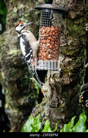 Großspecht auf einem Vogelfutter im Garten Stockfoto