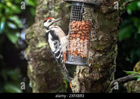 Großspecht auf einem Vogelfutter im Garten Stockfoto