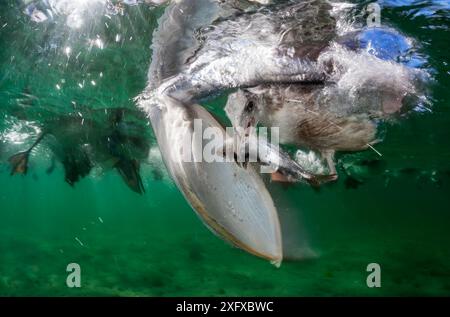 Fischen von Braunpelikan (Pelecanus occidentalis) und Westmöwe (Larus occidentalis), Magdalena Bay, Baja California, Mexiko, Februar Stockfoto