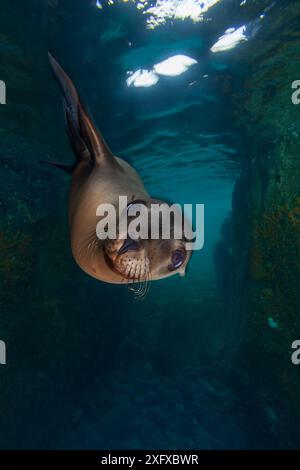 Kalifornische Seelöwen (Zalophus californianus), Los Islotes, Espiritu Santo Nationalpark, Meer von Cortez (Golf von Kalifornien), Mexiko, Februar Stockfoto