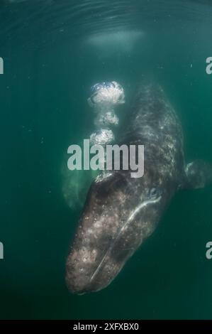 Grauwal (Eschrichtius robustus) mit Kalb, Luft ausblasen, Lagune San Ignacio, Biosphärenreservat El Vizcaino, Baja California, Mexiko, März Stockfoto