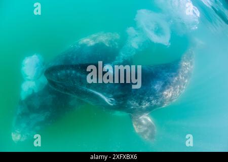 Grauwal (Eschrichtius robustus) mit Kalb, das unter Wasser aus der Luft weht, Lagune San Ignacio, Biosphärenreservat El Vizcaino, Baja California, Mexiko, März Stockfoto