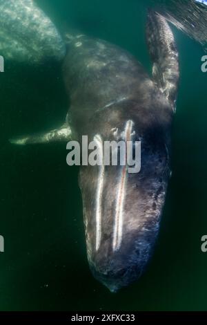 Grauwal (Eschrichtius robustus) und Kalb, Magdalena Bay, Baja California, Mexiko, Februar Stockfoto