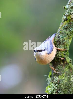 Nuthatch (Sitta europaea) auf Moosbaum, England, Vereinigtes Königreich. Januar. Stockfoto