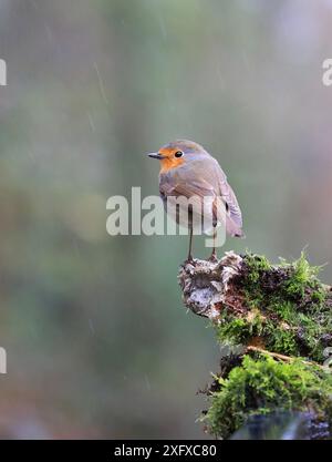 Robin ( Erithacus rubecula) auf Moosbaum, England, Vereinigtes Königreich. April 2018 Stockfoto