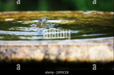 Sprudelndes Wasser in einem Brunnen am Tretower Court in der Nähe von Crickhowell, Powys, Wales, Großbritannien. Juli Stockfoto