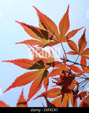 Ahornblätter (Acer sp) im Herbst, Westonbirt, England, Großbritannien. Stockfoto