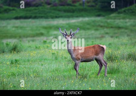 Rothirsch (Cervus elaphus) Hirsch in Field, Glen Etive, Schottland, Vereinigtes Königreich. Juni. Stockfoto