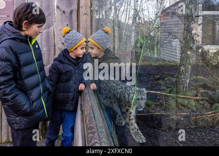 Schneeleopard in Gefangenschaft, (Panthera uncia)Highland Wildlife Park, kincraig, Cairngorms National Park, Schottland, Vereinigtes Königreich Stockfoto