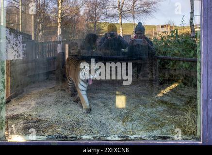 Amur Tiger, (Panthera tigris virgata), Highland Wildlife Park, Kincraig, Cairngorms National Park, Schottland, Vereinigtes Königreich Stockfoto