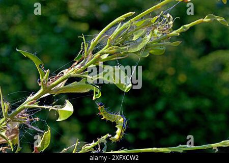 Buchsbaummotte (Cydalima perspectalis), raupe, die auf Box (Buxus sp) ernährt. Heimisch in Ostasien. Invasive Arten in Europa. Stockfoto