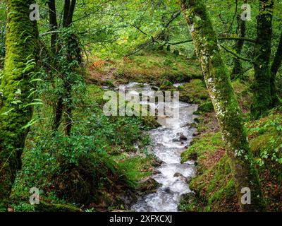 Bach, Ucieda Eichenwald, Saja-Besaya Naturpark, Kantabrien, Spanien Stockfoto