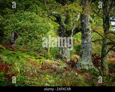 Eichenwald Ucieda, Naturpark Saja-Besaya, Kantabrien, Spanien Stockfoto