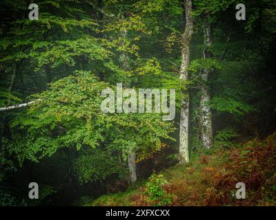 Eichenwald Ucieda, Naturpark Saja-Besaya, Kantabrien, Spanien Stockfoto