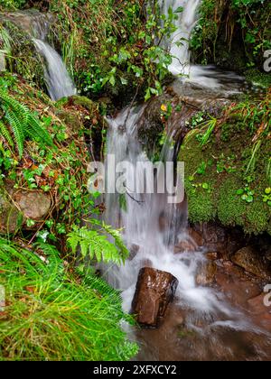 Bach, Ucieda Eichenwald, Saja-Besaya Naturpark, Kantabrien, Spanien Stockfoto