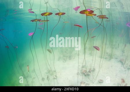 Unterwasser Blick auf die Seerosen (Nymphaea alba) in einem See. Alpen, Ain, Frankreich, Juni. Stockfoto
