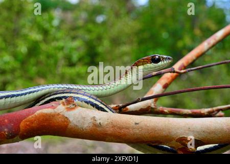 Gestreifte Bronzebackschlange (Dendrelaphis caudolineatus) am Ast. Heimisch in Südostasien. Belitung, Sumatra, Indonesien. Aufgerufene Bedingungen. Stockfoto