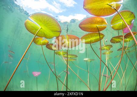 Unterwasser Blick auf die Seerosen (Nymphaea alba) in einem See. Alpen, Ain, Frankreich, Juni. Stockfoto