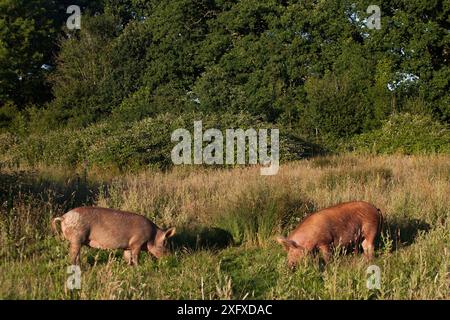 Tamworth-Schweine Weidefläche in einem Gebiet, das von Weizen auf nachhaltige Fleischerzeugung und -Erhaltung umgestellt wurde. Knepp Wildland Project, ehemals intensives Ackerland, wurde heute der Erhaltung und nachhaltigen Landwirtschaft zugewandt. Horsham, West Sussex. England, Großbritannien. Juni Stockfoto