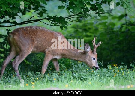 Rehe (Capreolus capreolus), die in der Abenddämmerung auf einer grasbewachsenen Waldlichtung weiden, in der Nähe von Bath, England, Großbritannien. Mai. Stockfoto